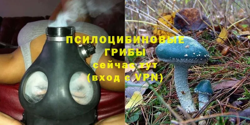 Псилоцибиновые грибы прущие грибы  Городовиковск 